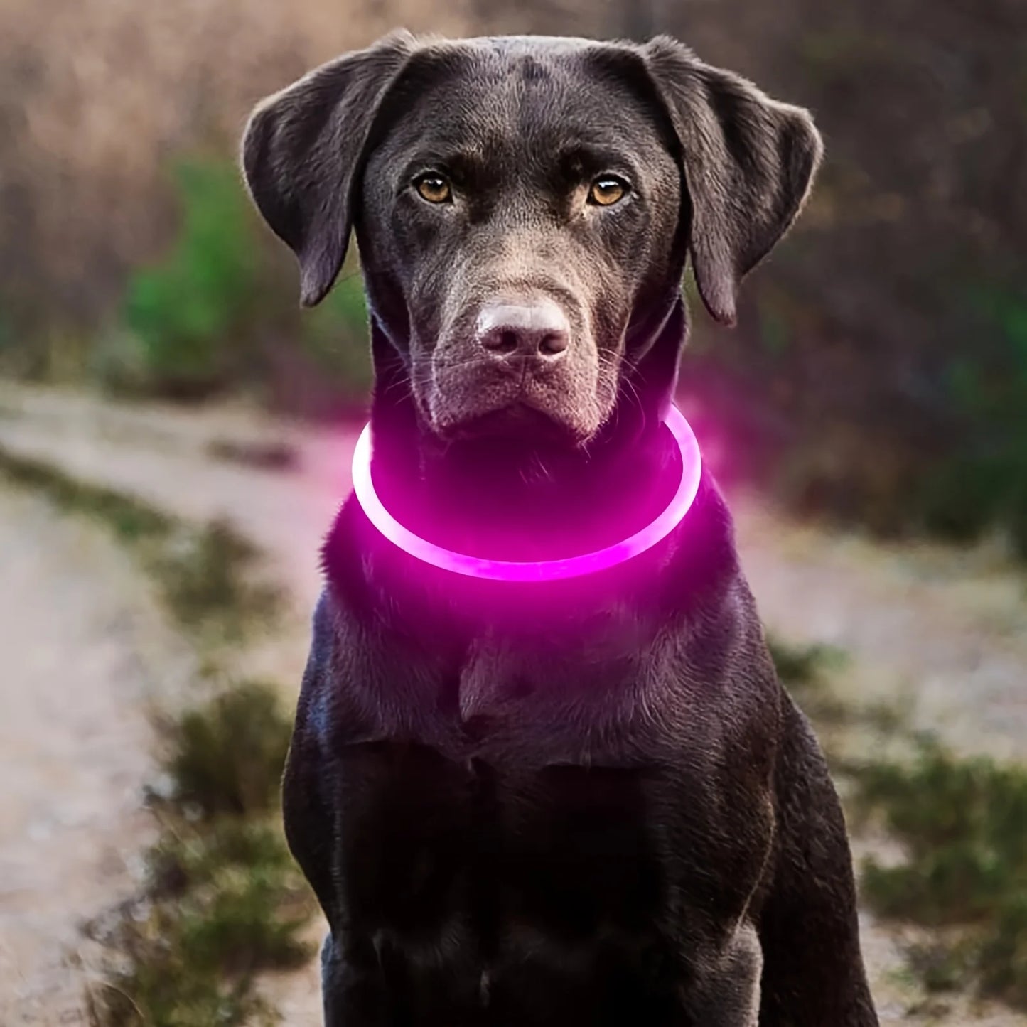 LED Light-Up Dog Collar – Anti-Lost, Reflective, USB Rechargeable