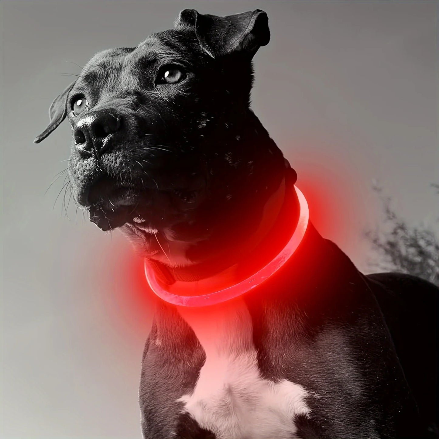 LED Light-Up Dog Collar – Anti-Lost, Reflective, USB Rechargeable